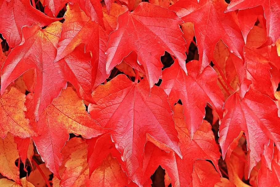 partner, wine, leave, leaf, red, autumn, fallen, nature, plant HD wallpaper