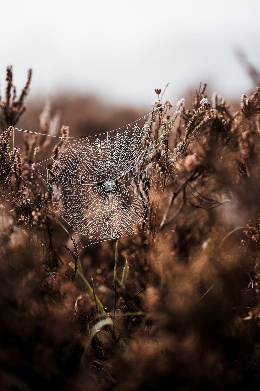 spider web in shallow photo, spiderweb, bush, cobweb, dewdrop HD wallpaper
