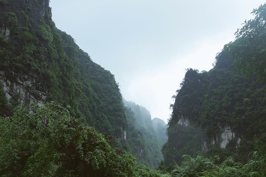 woods, forest, trees, mist, fog, hiking, adventure, wanderlust HD wallpaper