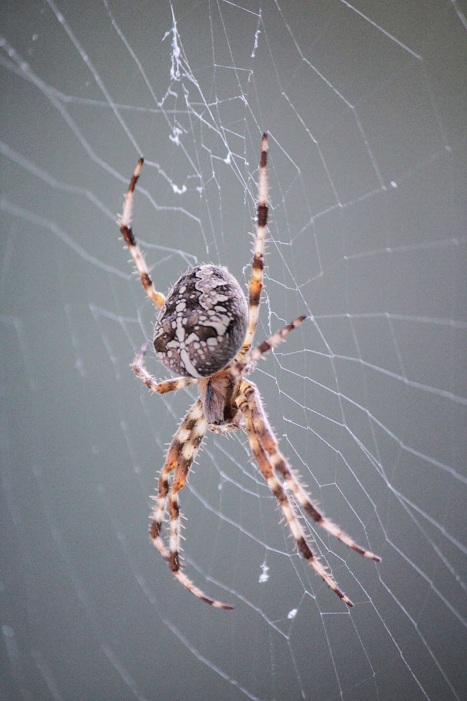 spider, araneus, cobweb, close up, nature, animal, macro, insect, HD wallpaper