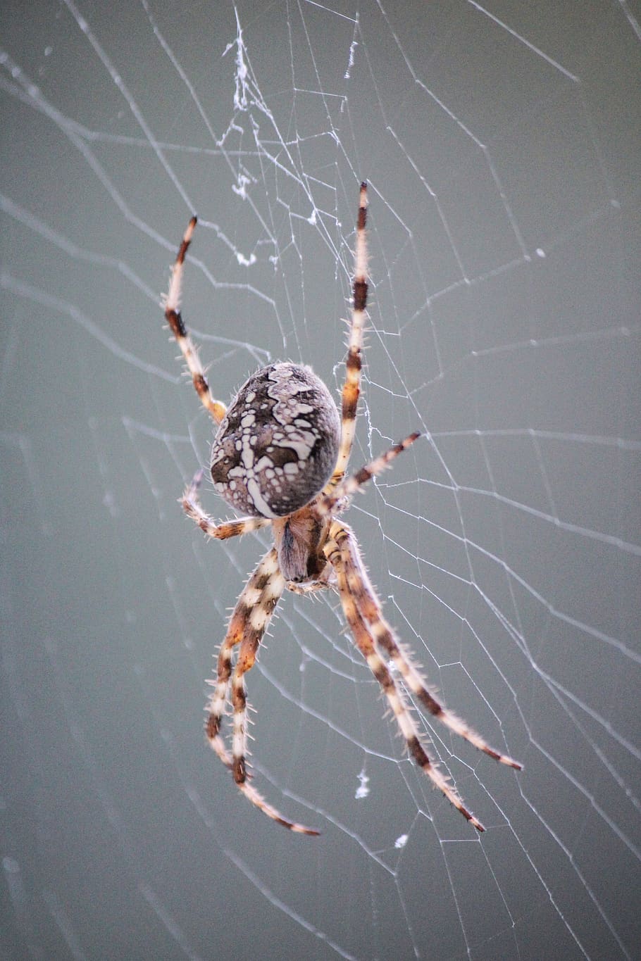 spider, araneus, cobweb, close up, nature, animal, macro, insect HD wallpaper