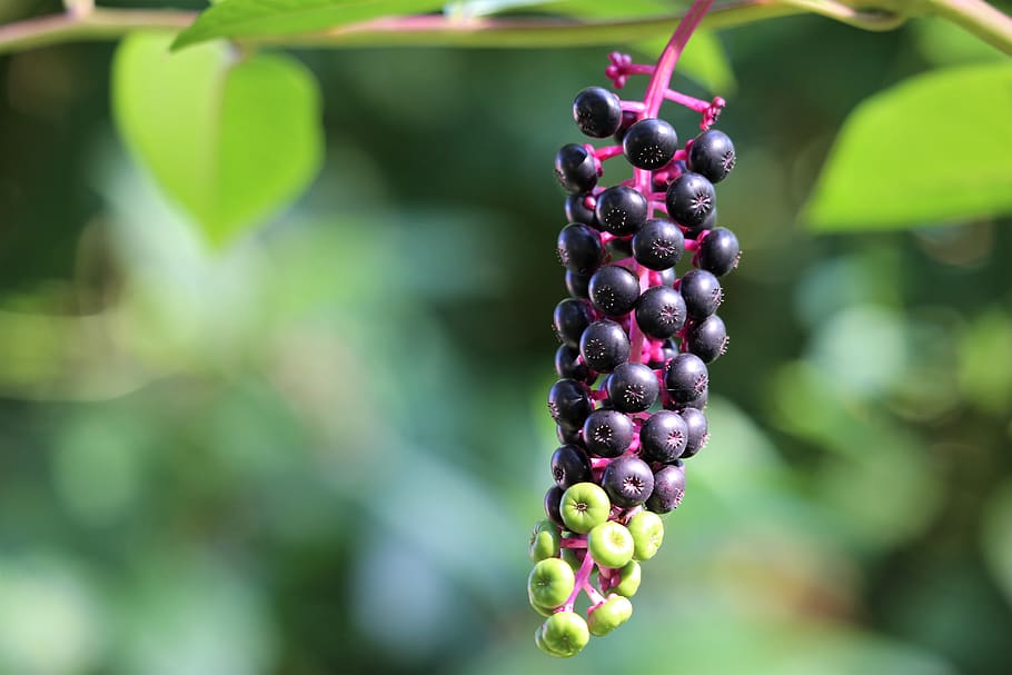 pokeweed, phytolacca americana, plant, toxic, green and black berries, HD wallpaper