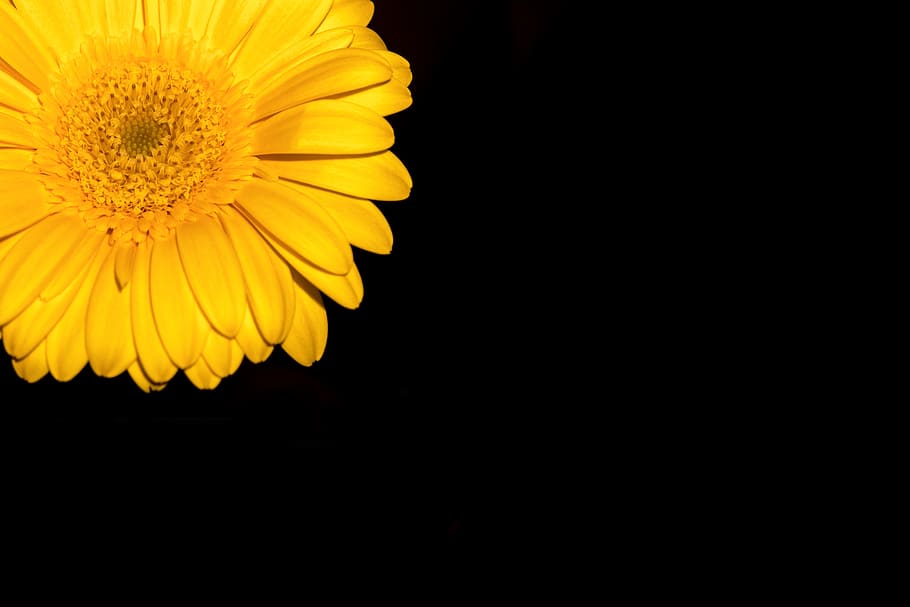 gerbera, flower, blossom, bloom, shining, yellow, summer, garden HD wallpaper