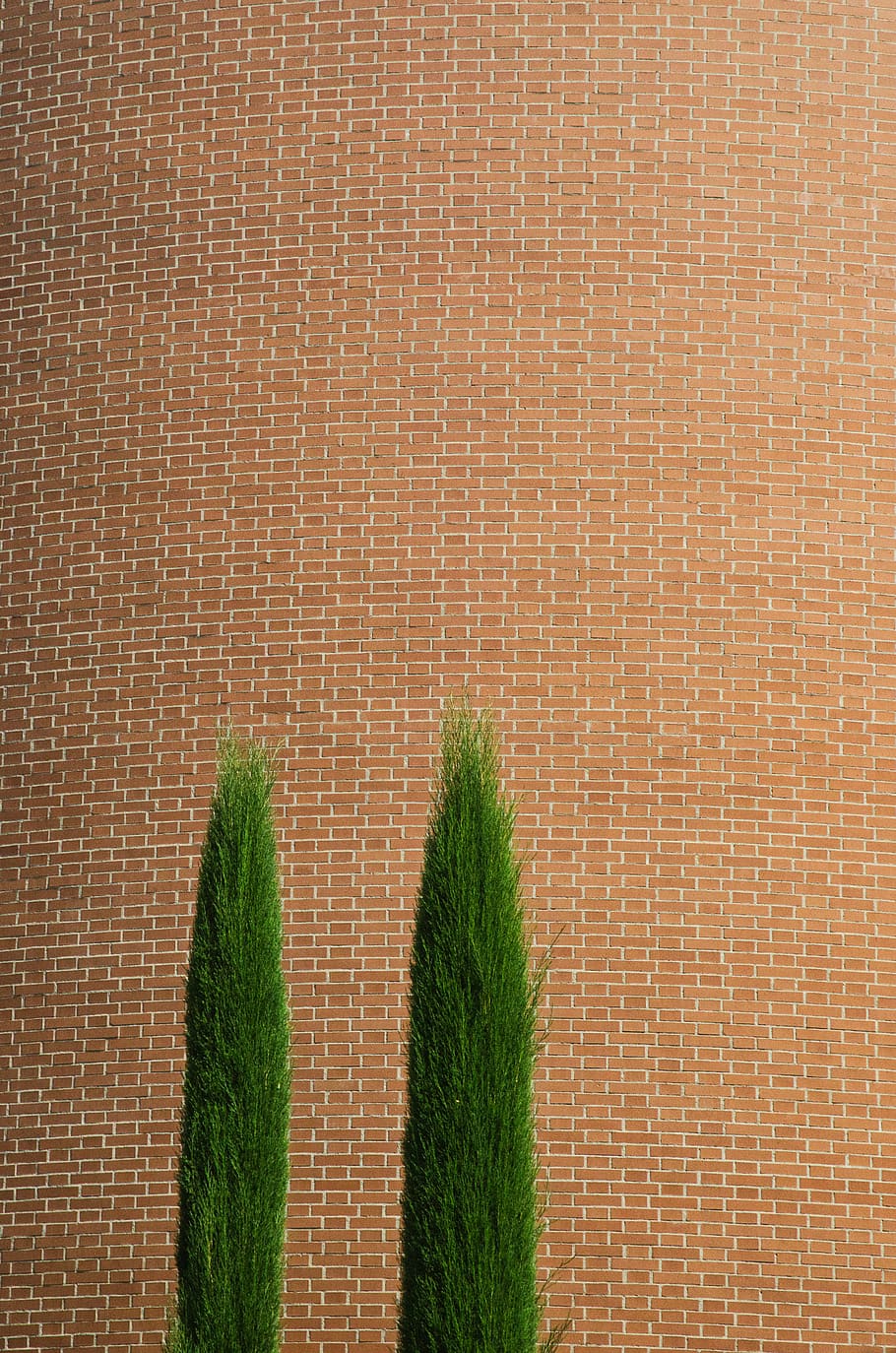 brown and green textile, italy, verona, plant, flora, grass, tree HD wallpaper