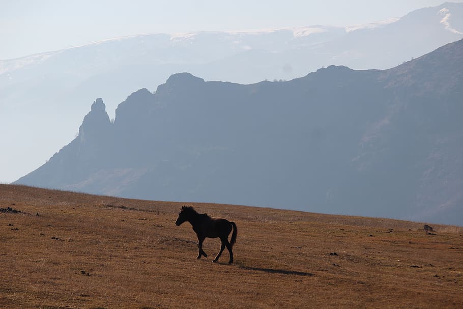 horse, wild, mammal, mountain, animal themes, domestic animals HD wallpaper
