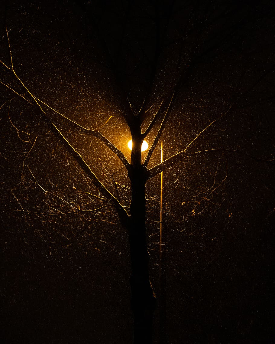 light, flare, tree, rain, street, night, abstract, lamp, lamp post