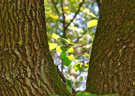 HD wallpaper: beech, trees, bark, green, leaves, deciduous tree, background  | Wallpaper Flare