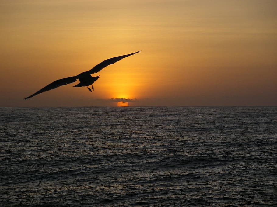 flying, seagull, bird, animal, wild, nature, ocean, sunset HD wallpaper