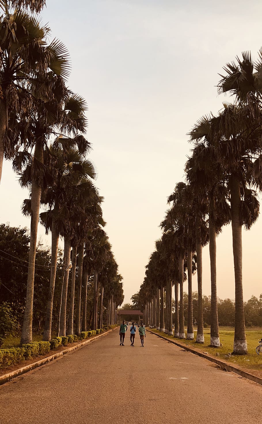 person, human, tree, plant, outdoors, path, palm tree, arecaceae HD wallpaper