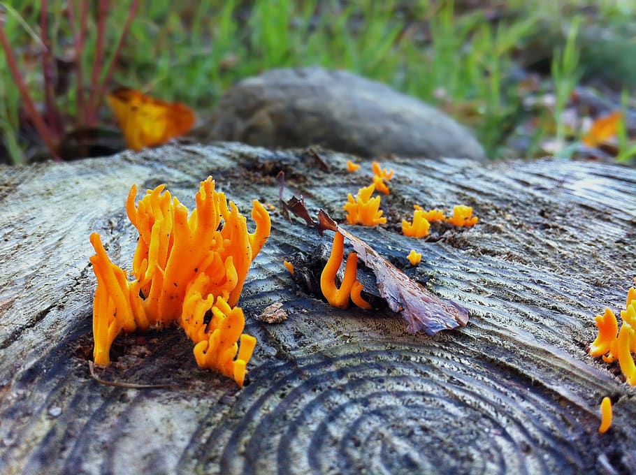deutschland, belm, tree stump, fungal investation, fungus, closeup HD wallpaper