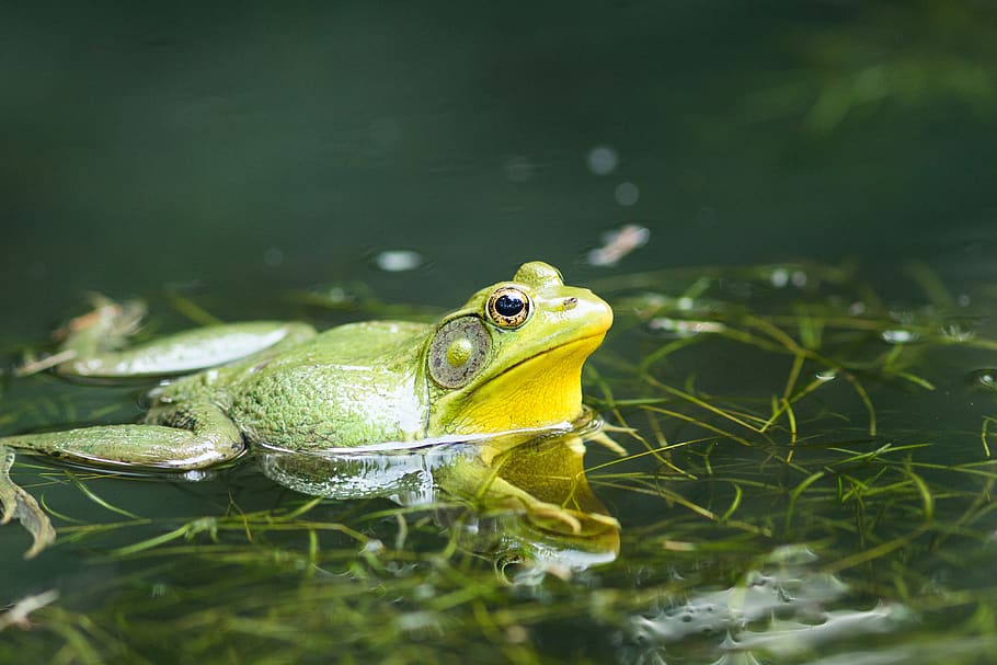 frog, pond, lake, green, nature, water, amphibian, toad, amphibians, HD wallpaper