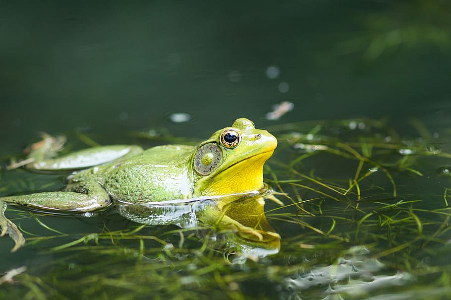 frog, pond, lake, green, nature, water, amphibian, toad, amphibians HD wallpaper