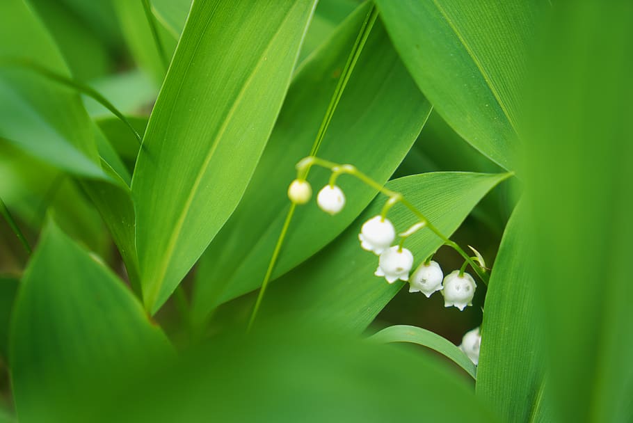 nature, flower, leaf, plant part, growth, green color, beauty in nature HD wallpaper