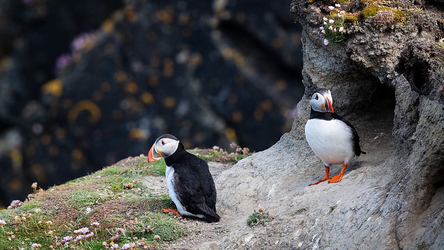 puffins, birds, cliff, nature, wildlife, sea, colorful, rock, HD wallpaper