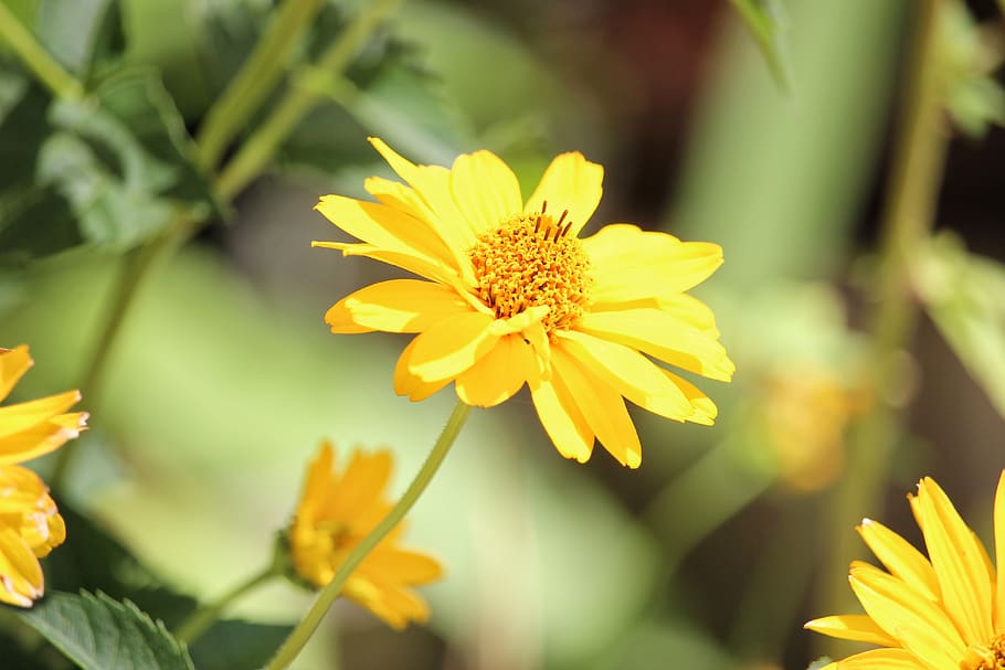 flower, yellow, trees, lake, forest, closeup, macro, canon HD wallpaper