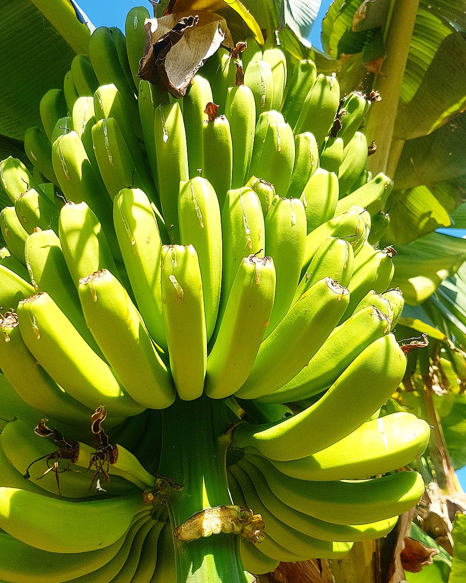 spain, arona, green color, plant, growth, banana, freshness HD wallpaper