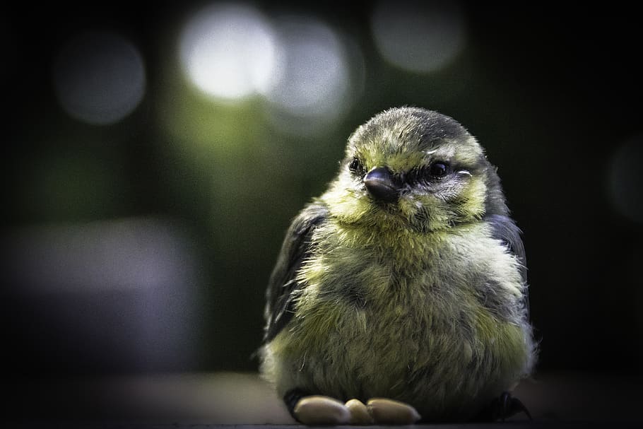 bird, one animal, animal wildlife, animals in the wild, vertebrate HD wallpaper
