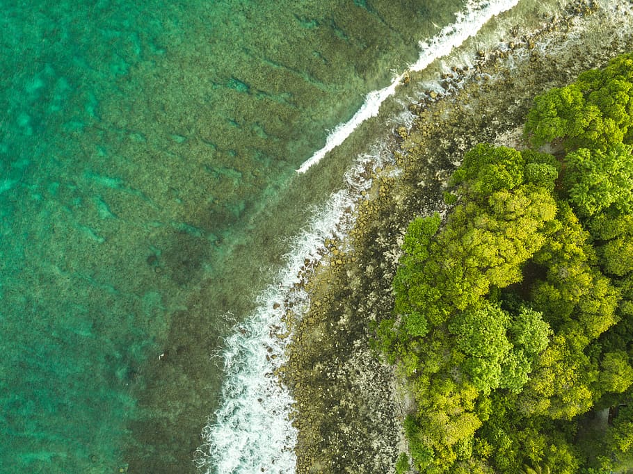 maldives, corel, reef, beach, trees, forest, sea, wallpaper HD wallpaper