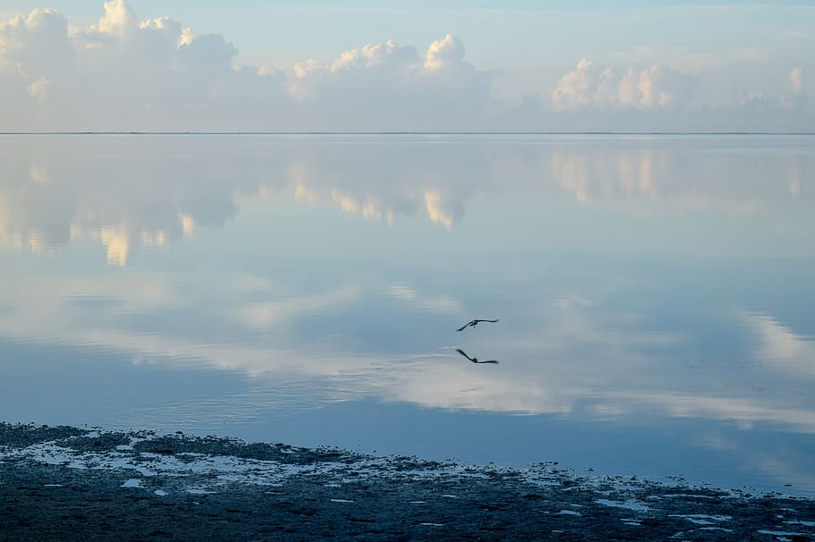 two birds flying during daytime, nature, outdoors, water, animal HD wallpaper