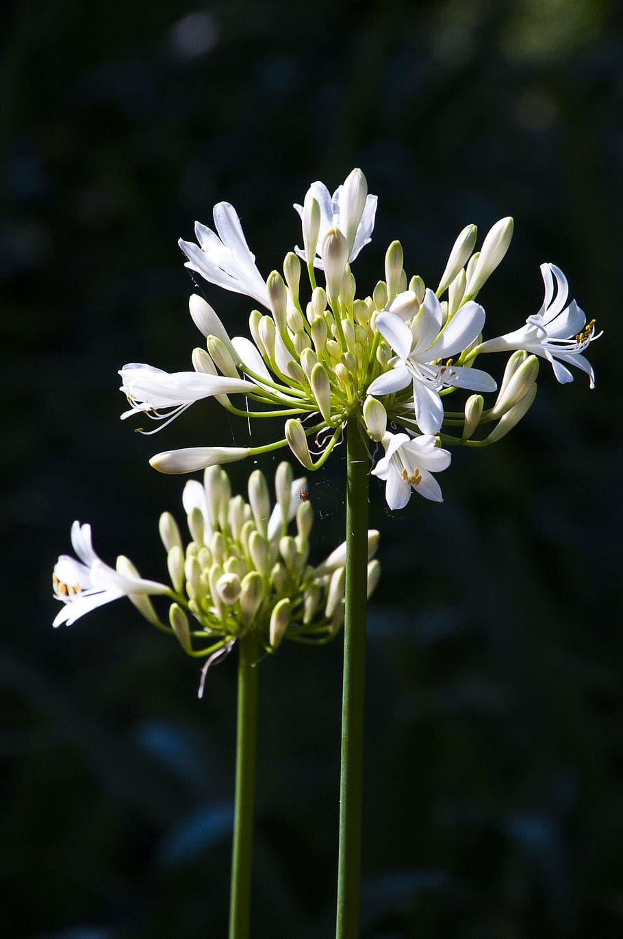 flowering plant, vulnerability, fragility, freshness, beauty in nature HD wallpaper