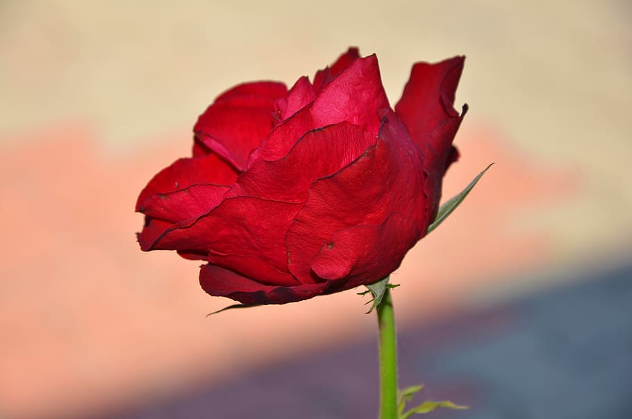 rose, red, flower, spring, summer, floral, leaf, nature, green HD wallpaper