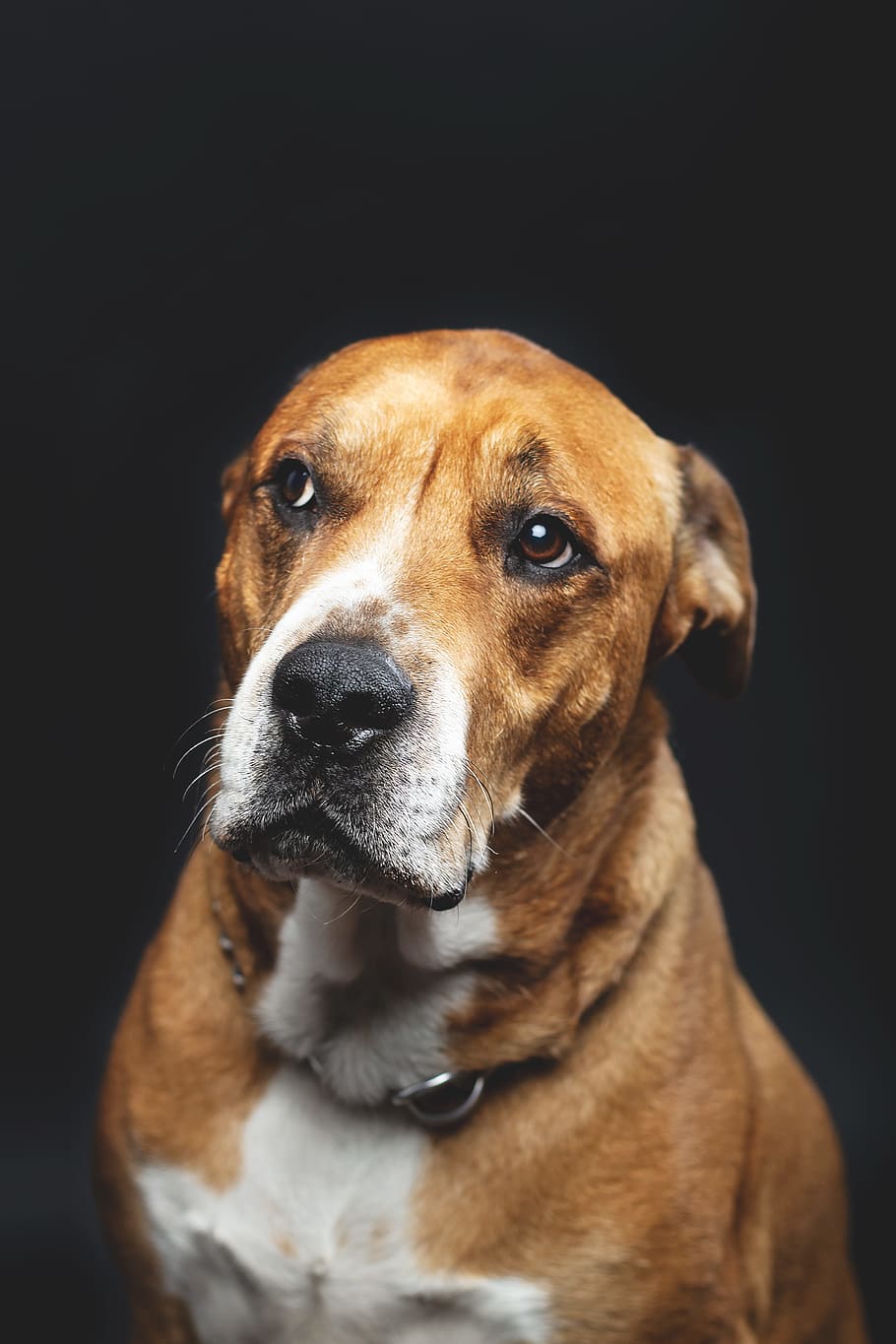 short-coated brown and white adult dog, portrait, studio, pet HD wallpaper