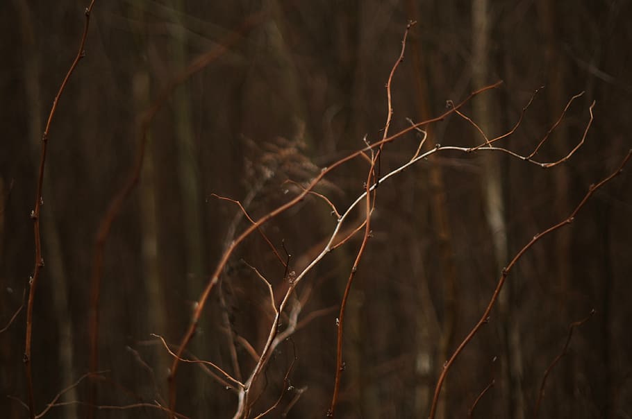 lithuania, branches, brown, forest, trees, nature, plant, no people HD wallpaper