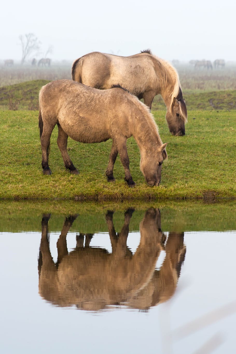 horses, reflection, mirror image, field, water, pond, mammal HD wallpaper