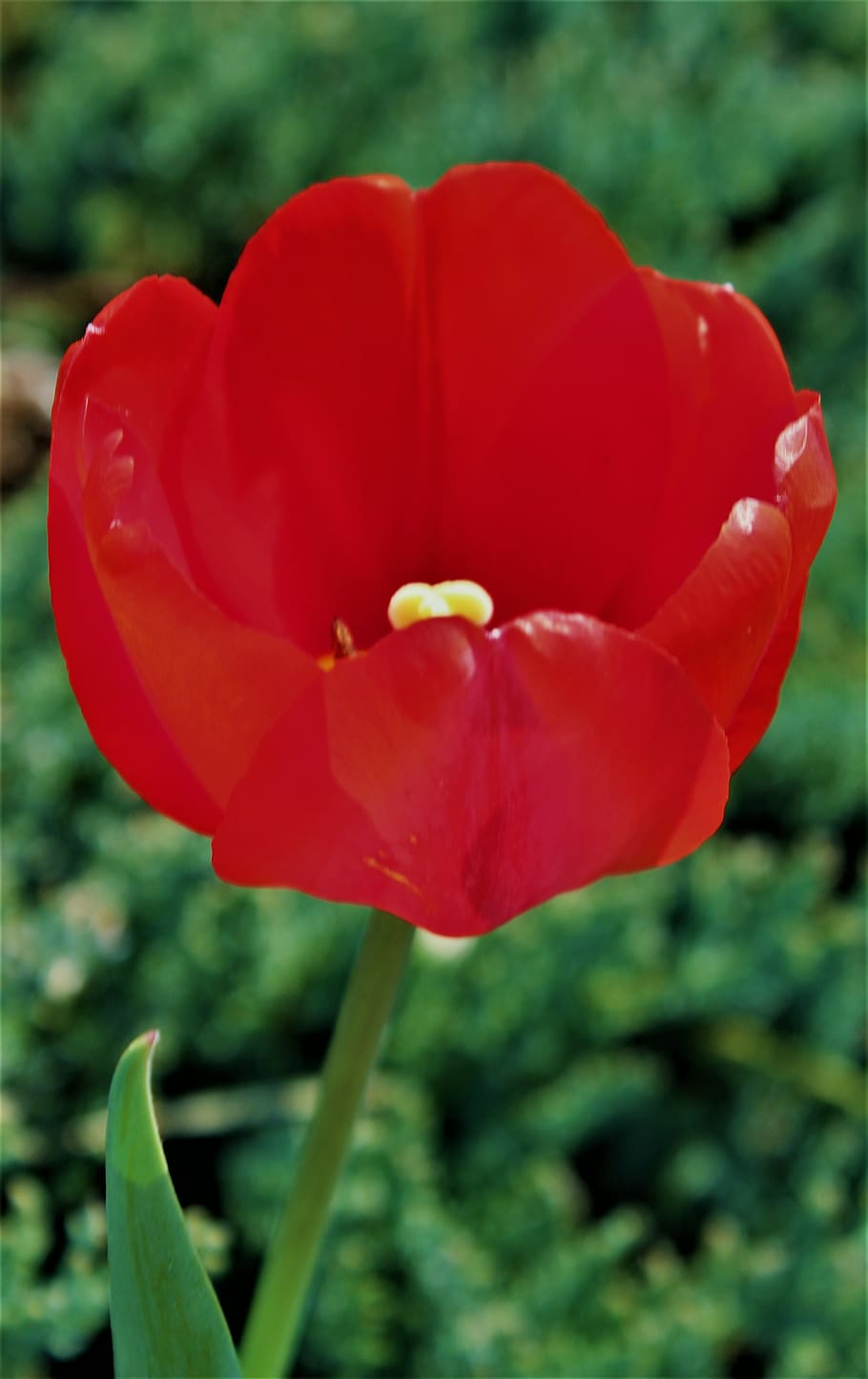 red, flower, spring, nature, tulip, bright, plant, flowering plant HD wallpaper