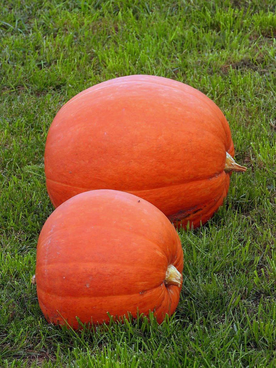 pumpkins, orange, in the fall, decoration, autumn, colored HD wallpaper