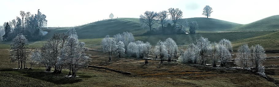 switzerland, hirzel, cold, winter, sunrise, tree, hill, mountain, HD wallpaper