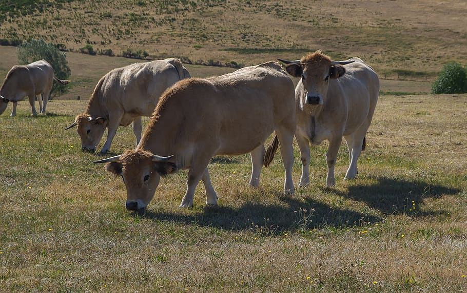 cows, lozère, pasture, herd, cattle, breeding, mammal, domestic animals HD wallpaper
