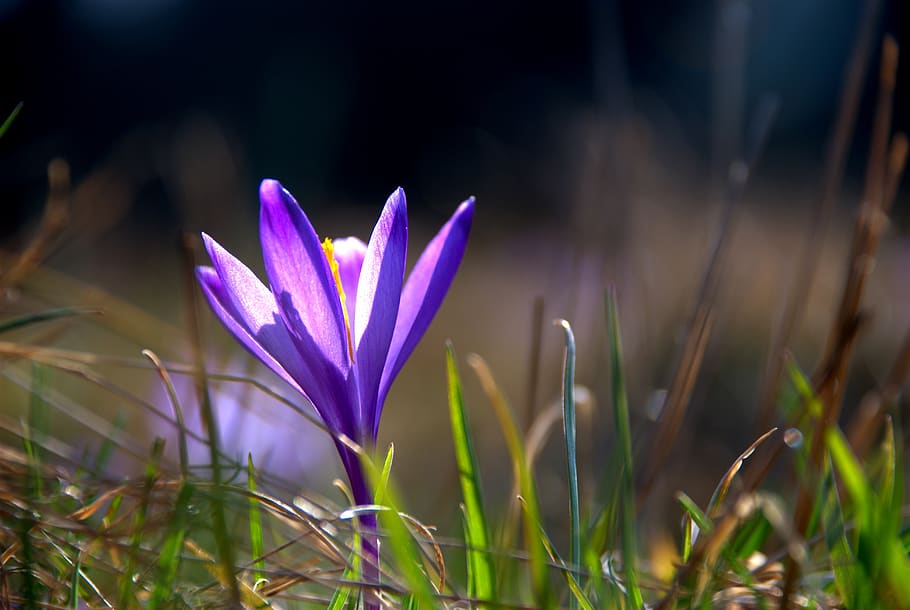 macro, flower, flora, nature, plant, freshness, growth, beauty in nature HD wallpaper