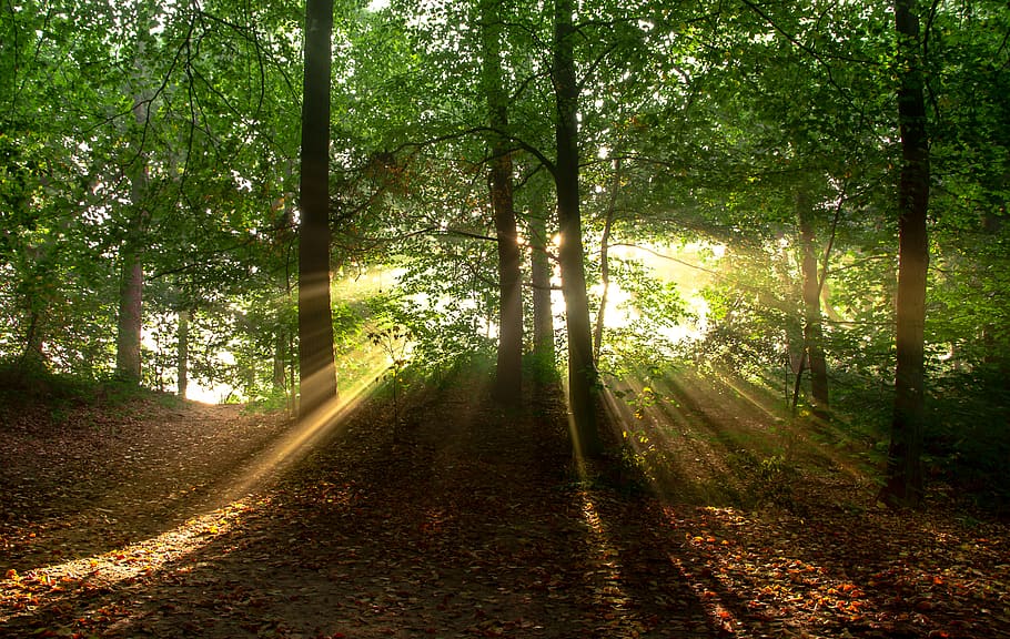 Green Trees With Yellow Sunlight, environment, forest, landscape HD wallpaper