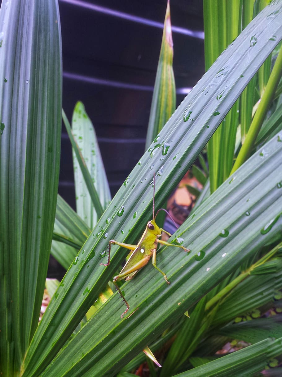 grasshopper, green, plants, green color, plant part, invertebrate HD wallpaper