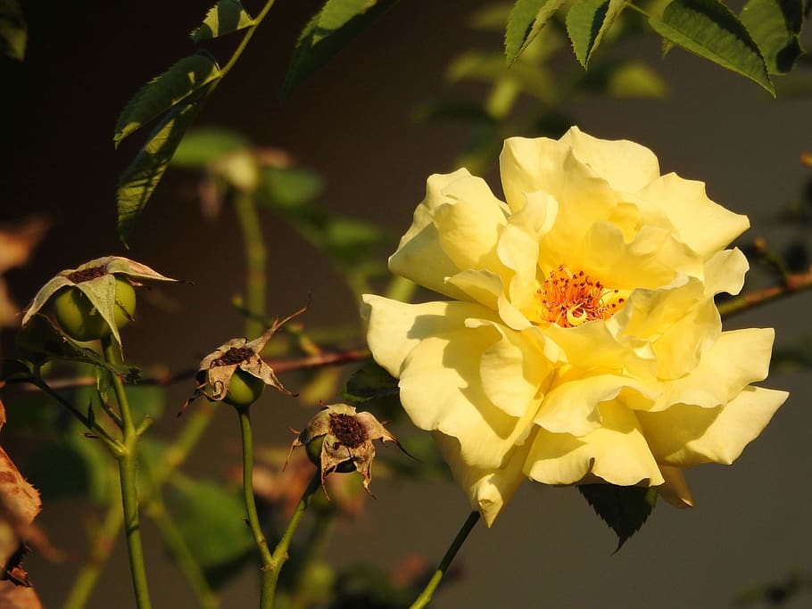 rose, blossom, bloom, yellow, close up, plant, garden, nature HD wallpaper