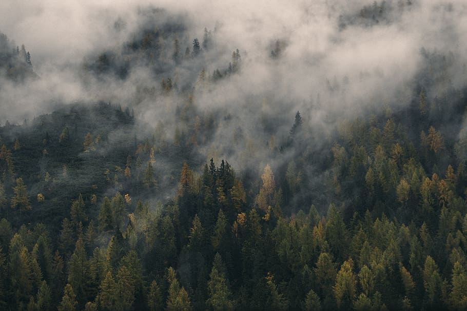 nature, landscape, woods, forest, aerial, travel, adventure HD wallpaper