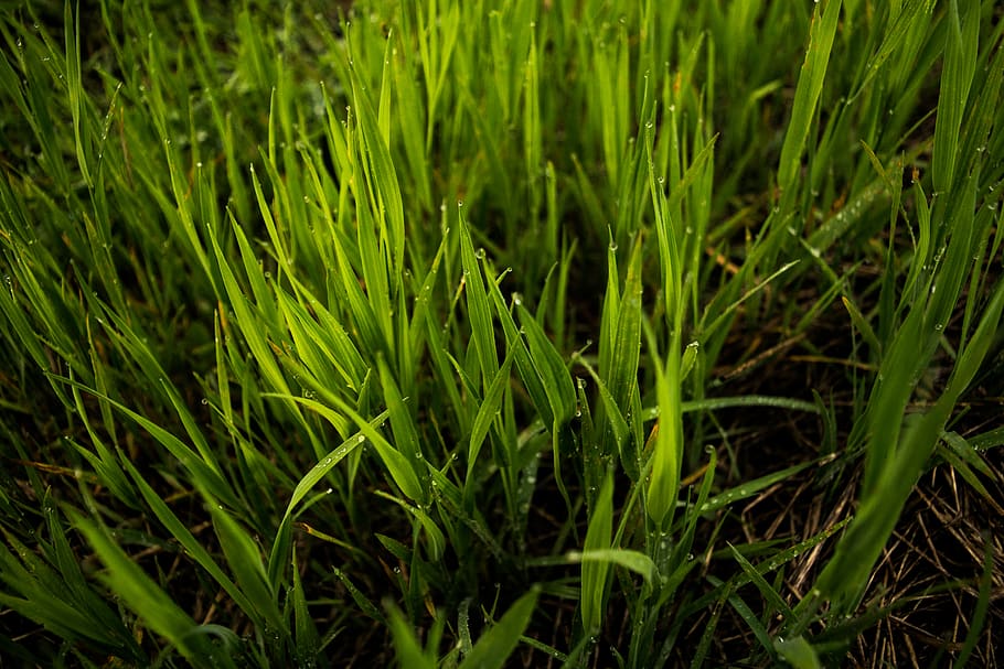 green color, plant, growth, beauty in nature, full frame, field HD wallpaper