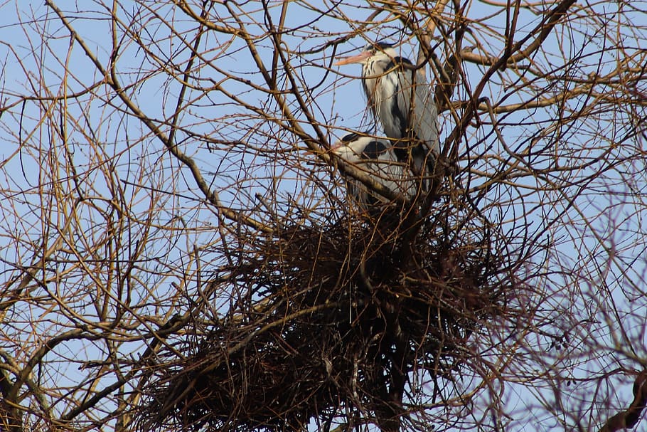 heron, nest, breed, bird, vertebrate, animal, tree, animal themes HD wallpaper