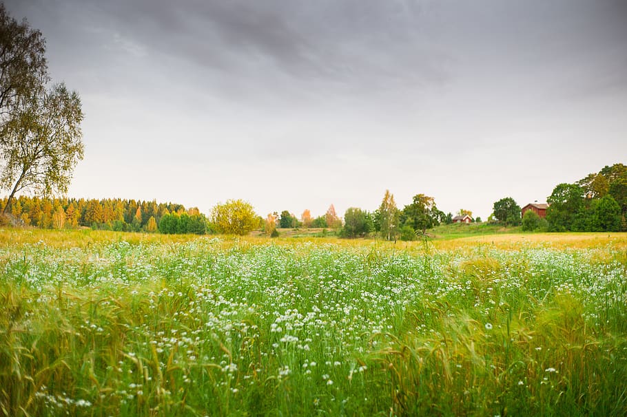 Dreamy Field 