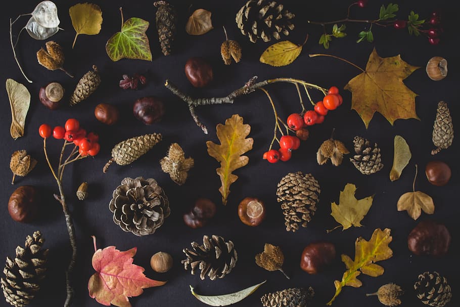 fruits lot on black surface, berry, pine cone, conker, autumn, HD wallpaper