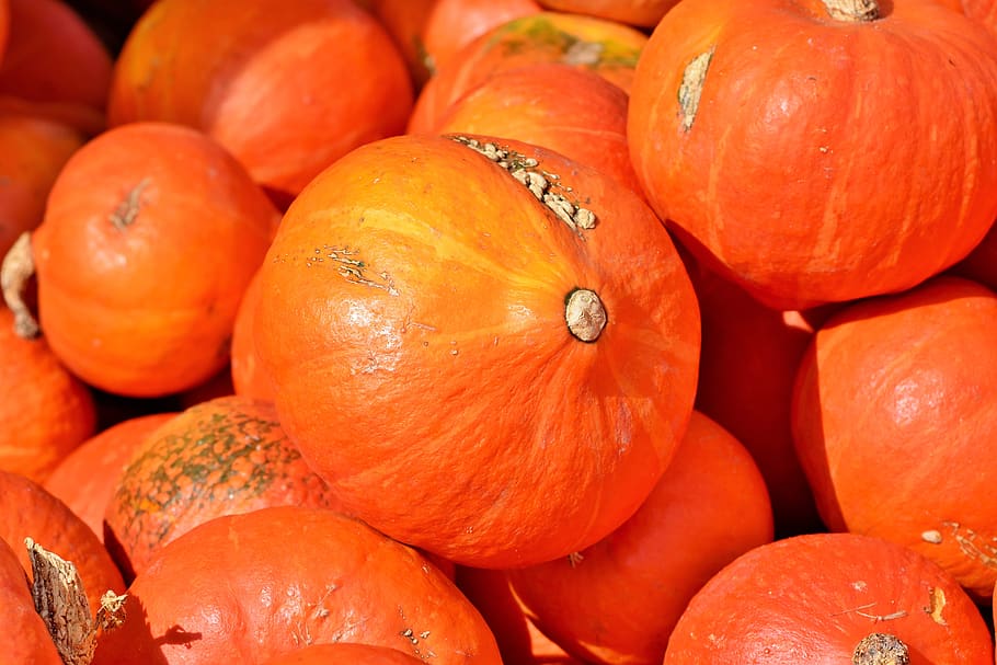 pumpkin, fruit, autumn, cucurbita maxima, choose, large, huge HD wallpaper