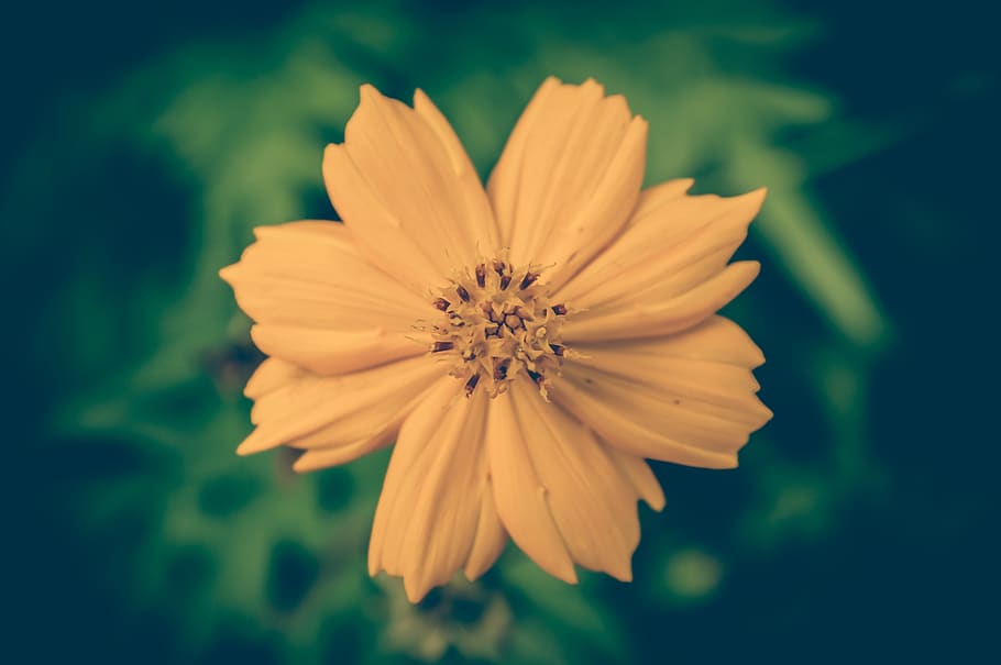 Selective Focus Photography of Yellow Petal Flower, art, beautiful HD wallpaper