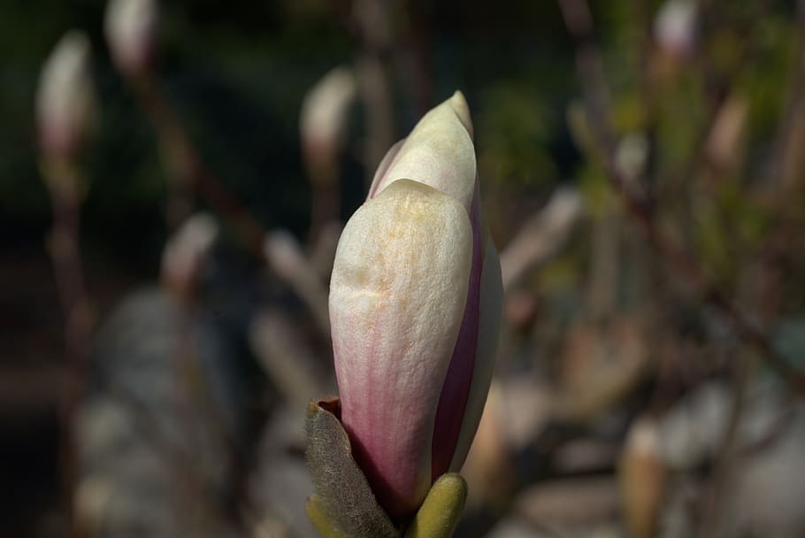 magnolia, blossom, bloom, spring, bud, flower, magnolia blossom HD wallpaper