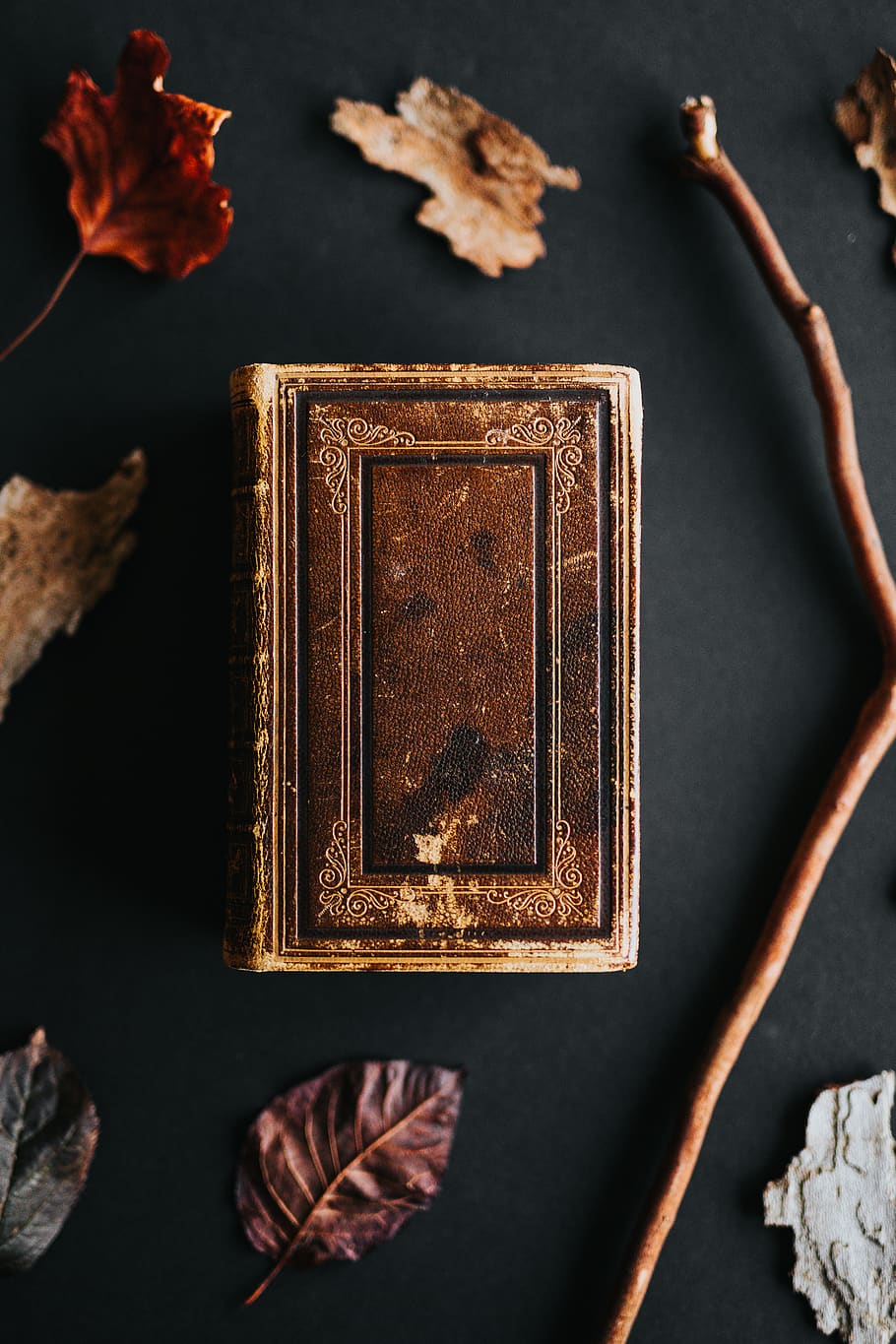 brown book beside brown rod, bronze, wood, leaf, plant, insect, HD wallpaper