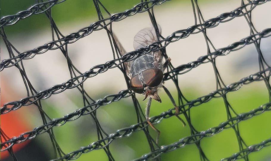 mucha, insect, prison, macro, nature, eyes, wing, zoom, fence, HD wallpaper