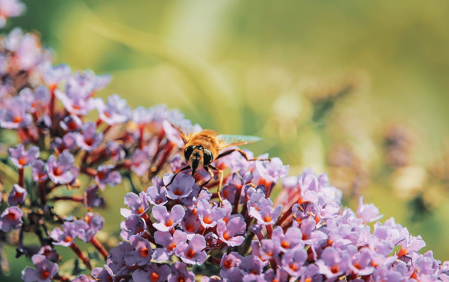 Macro Photography of Yellow Bee on Top of Flowers, beautiful HD wallpaper