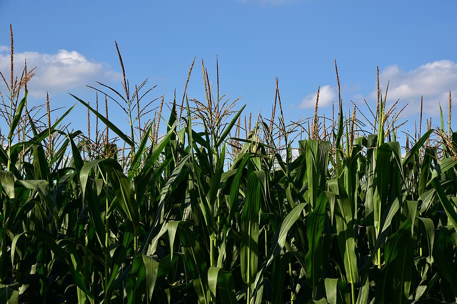corn, cornfield, agriculture, nature, sky, summer, green, food HD wallpaper