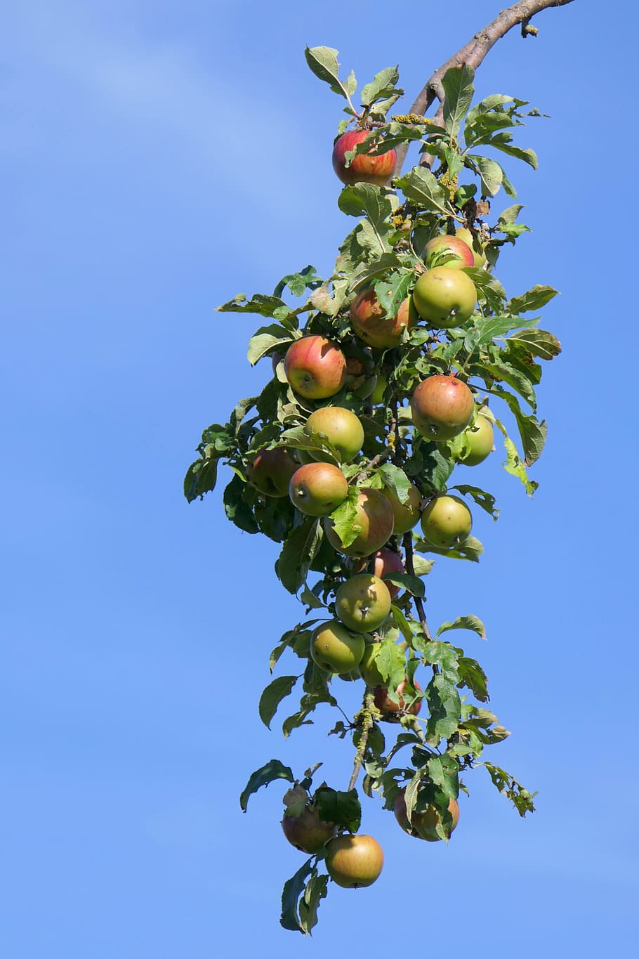 apple, branch, apple tree, autumn, nature, healthy, vitamins HD wallpaper