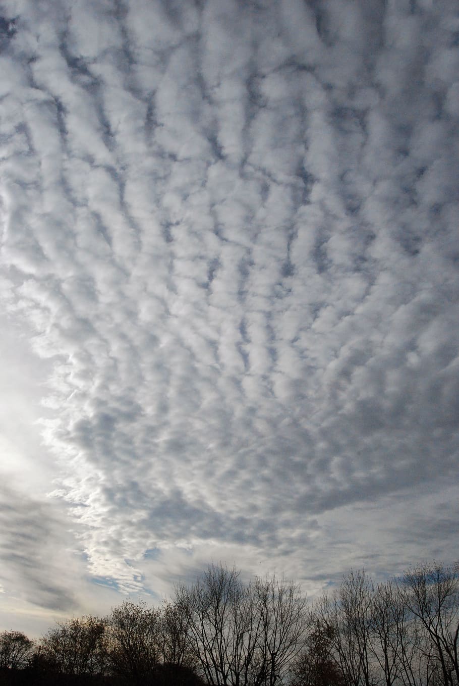 canada, kingston, cloud - sky, tree, low angle view, beauty in nature HD wallpaper